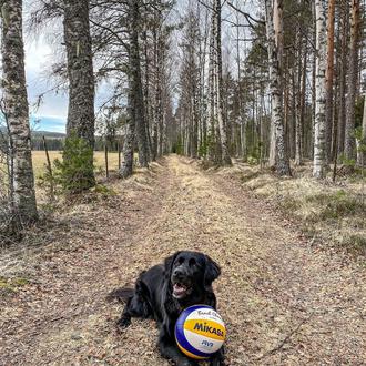 Kiara, la perra que juega al volleyball mejor que muchos …