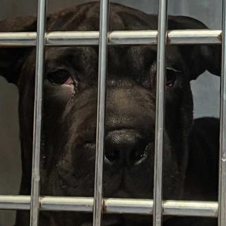 La vida de Ikram, la cachorra llegada de Argelia en …