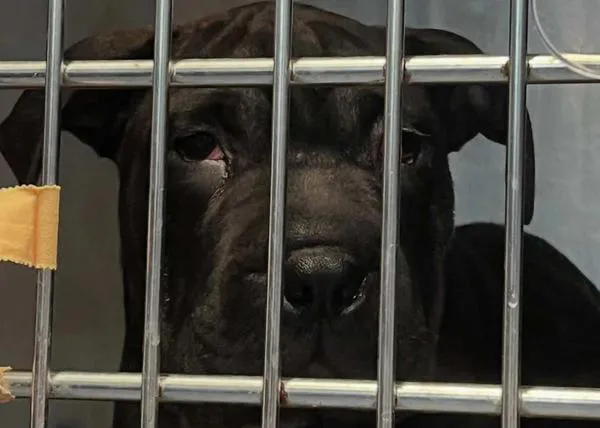 La vida de Ikram, la cachorra llegada de Argelia en patera, depende de la decisión del Ministerio de Agricultura