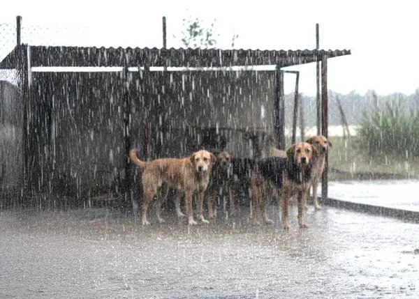 Ante la alerta por lluvias torrenciales en Valencia, Tarragona y Castellón, algunas protectoras buscan casas de acogida