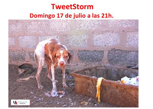 TweetStorm para exigir que los perros de caza estén protegidos por la ley