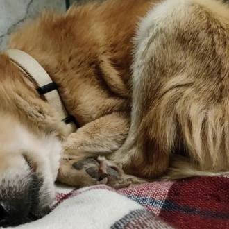 Buscan casa de acogida y donativos para un perrete viejito …