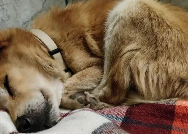 Buscan casa de acogida y donativos para un perrete viejito que trajeron de la guerra de Ucrania