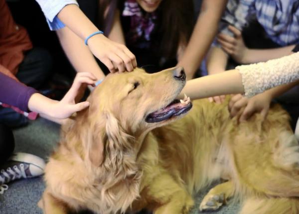 Profesores caninos para enseñar a los niños inteligencia emocional, empatía y compasión