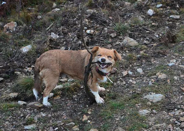 Arwen, una viejita imparable y bien acompañada (o porqué adoptar canes mayores)