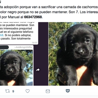 El bulo de los cachorros que sacrifican vuelve en 2018 …