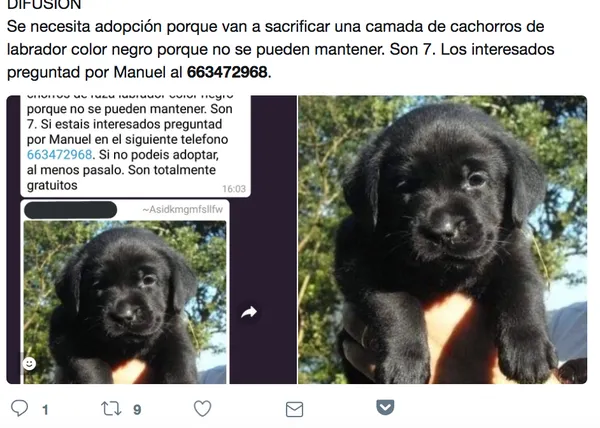 El bulo de los cachorros que sacrifican vuelve en 2018: ahora es una camada de labradores negros