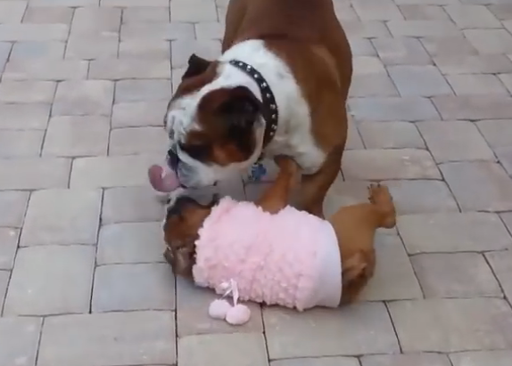 peluche bulldog ingles ikea