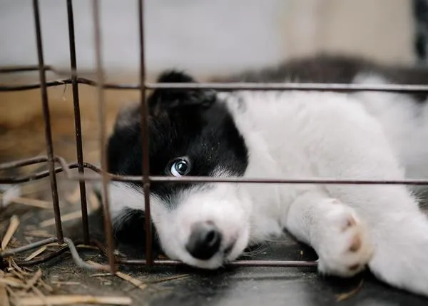El Parlamento Europeo da un paso crucial en la lucha contra el comercio ilegal de perros y gatos en la UE