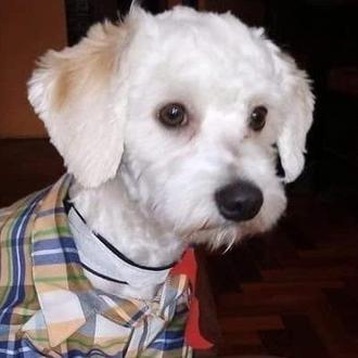 Un juez paraliza la expulsión de Luno, el perro que …