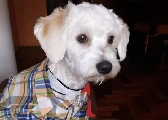 Un juez paraliza la expulsión de Luno, el perro que está retenido en Barajas