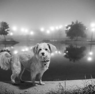 ¿Sueñan los perros? ¿Estarán soñando con sus humanos?