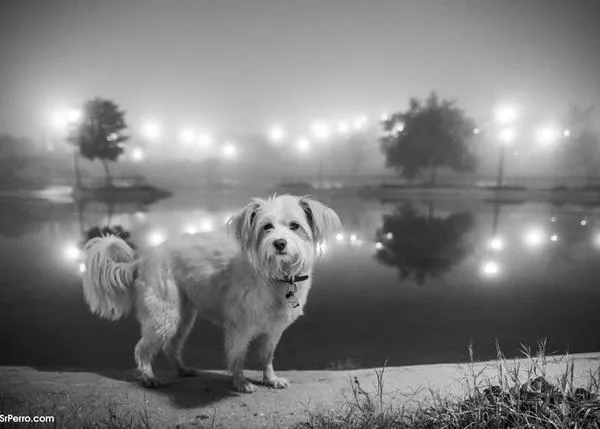 ¿Sueñan los perros? ¿Estarán soñando con sus humanos?