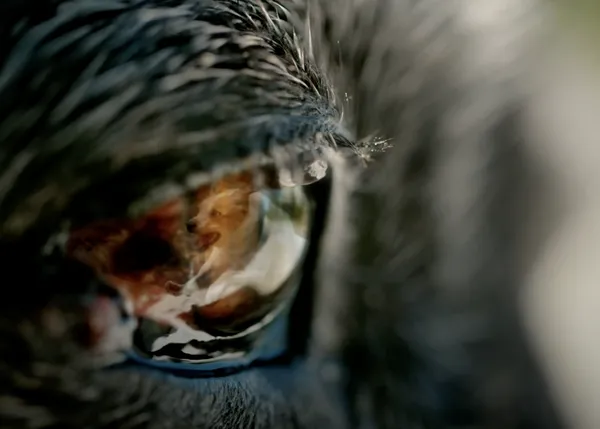 Paseando o a toda velocidad: bello homenaje a las personas y perros que disfrutan juntos en la naturaleza