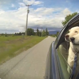 ¿Algún marrón a la vista? El antídoto: perros con trufa …