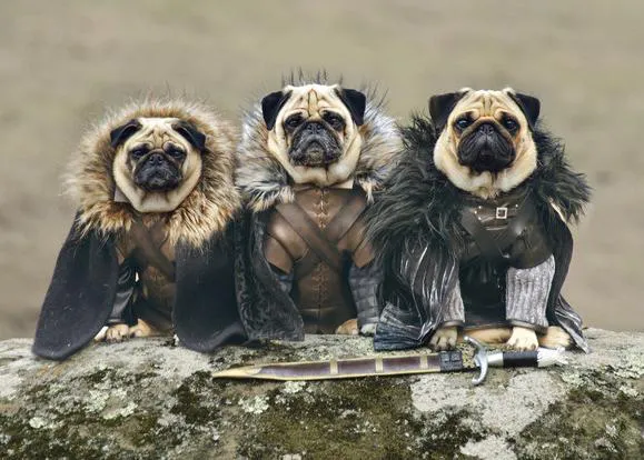 Se acerca el invierno... para los Carlinos de Westeros: versión pug de Juego de Tronos