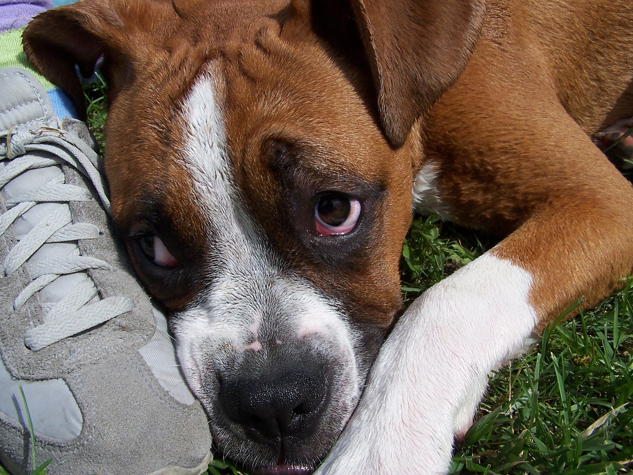 como curar la diarrea en un perro cachorro