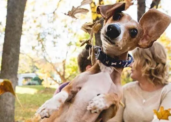 El gran artista del photobombing: un perro hace viral las fotos del compromiso de sus humanos