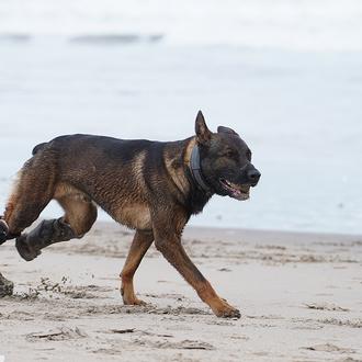 Máximos honores para Kuno, un 