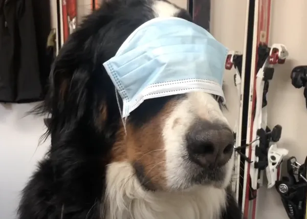 Los perros de una estación de esquí muestran con humor cómo son las nuevas normas ante la COVID