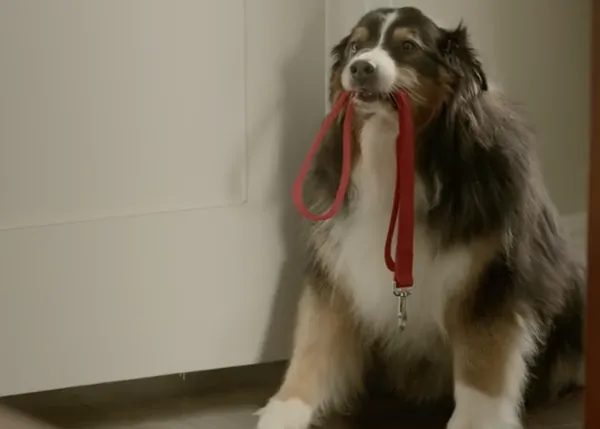 Cualquier día puede pasar a ser San CANentín, con un perro a tu vera