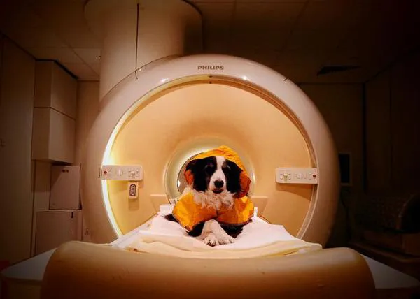 Tu perro sabe cuando estás feliz y también puede distinguir tu tristeza, enfado o miedo a través de tus expresiones
