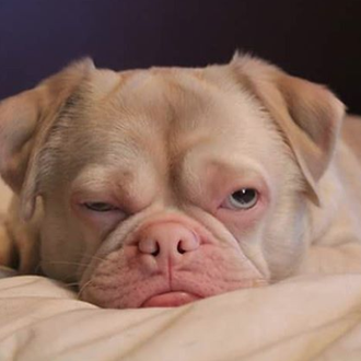 El (genial) perro al que nadie quería: un divino mestizo …