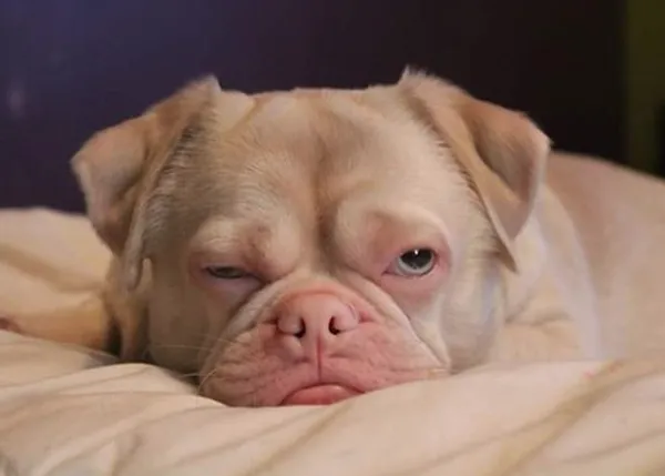 El (genial) perro al que nadie quería: un divino mestizo con leucismo y su feliz hogar