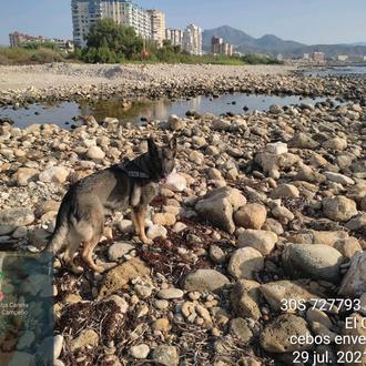 Investigan, con la ayuda de un perro detector de venenos …