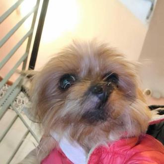 El Yorkie que fue robado en la puerta de un …