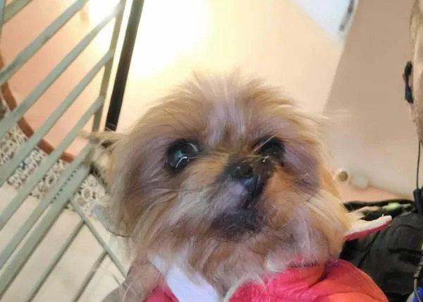 El Yorkie que fue robado en la puerta de un supermercado, localizado por la policía de Santa Coloma de Gramenet