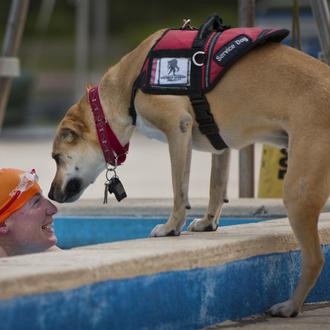 Perros de asistencia y perros de apoyo emocional: diferencias clave …
