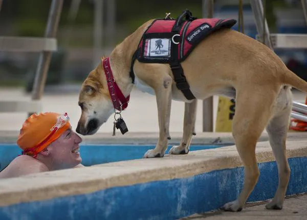Perros de asistencia y perros de apoyo emocional: diferencias clave, normativa aplicable y derechos de acceso