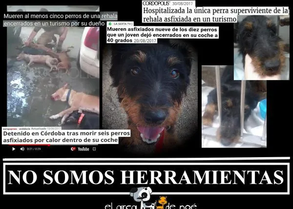Piden dos años de prisión y tres de inhabilitación por la muerte por golpe de calor de los 9 perros de un cazador