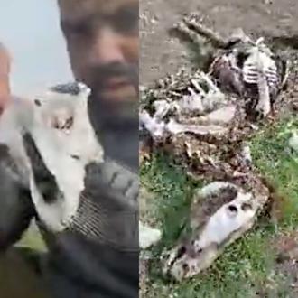 La dura realidad de los animales en la Cañada Real …