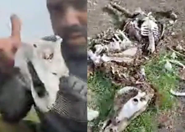 La dura realidad de los animales en la Cañada Real de Madrid, cadáveres, perros explotados y la desidia de las autoridades