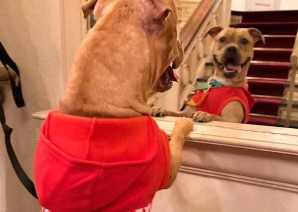 Carnegie Hall presenta a Seal, su nueva acomodadora - asistente en la histórica sala de conciertos, una bella Pit Bull