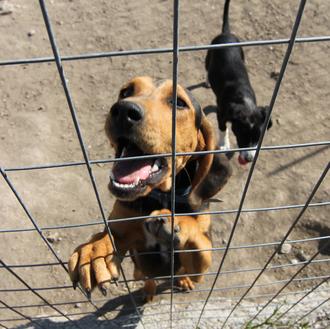 La (falsa) Declaración Universal de los Derechos de los Animales …
