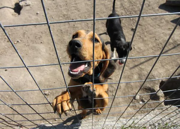 La (falsa) Declaración Universal de los Derechos de los Animales de la Unesco  