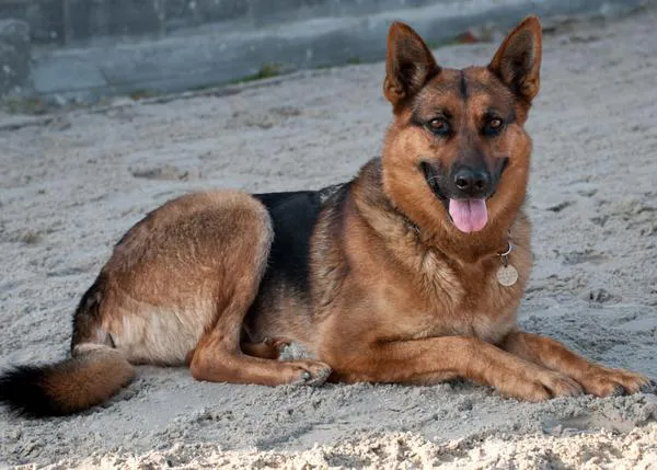 Las razas de perros más propensas a sufrir diarrea aguda y las principales causas tras este problema