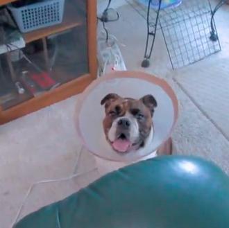 El Bulldog Inglés asalta sofás: Tubuc Chuck