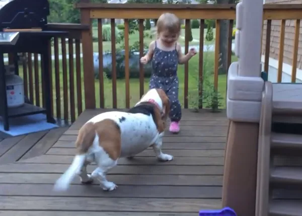 El baile feliz de una niña y su gran amiga, una Basset Hound