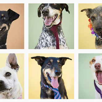 Perros y más perros guapos en busca de un nuevo …