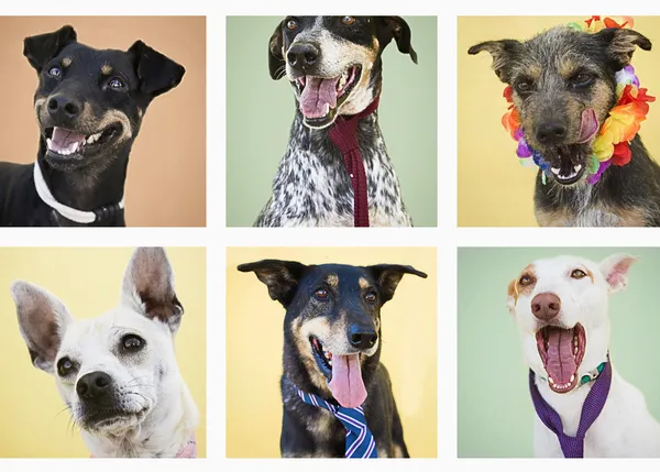 Perros y más perros guapos en busca de un nuevo hogar: la fotografía solidaria 
