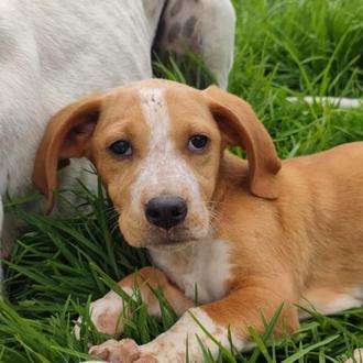 Sobre los cuestionarios de adopción, el bienestar animal, la labor …