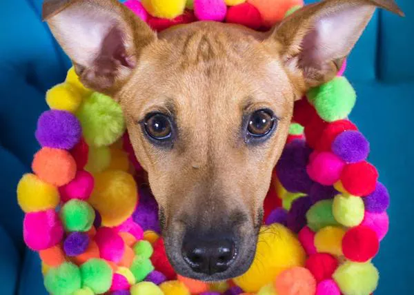 Los conos de la fama: chulísimo proyecto fotográfico para fomentar la adopción de perros
