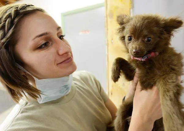 Atención veterinaria gratuita para familias sin recursos: la novedosa propuesta del SISPET en Colombia