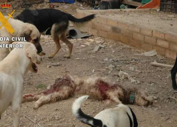 #Yosipuedocontarlo: masiva operación de la Guardia Civil contra el maltrato animal