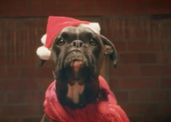 Inspiración perruna para la Nochebuena: decoraciones, villancicos, el discurso real...