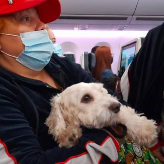 Tres meses sin el perro Luno: relato de una pesadilla …